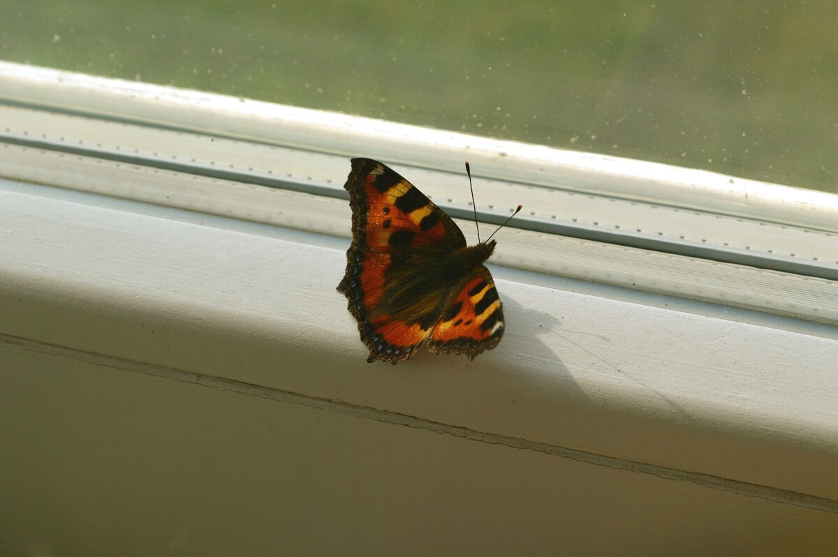 Бабочка на окне - Наталья 