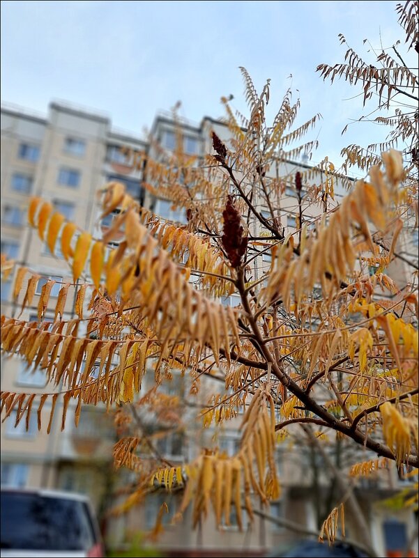 Сумах в ноябре - Сеня Белгородский