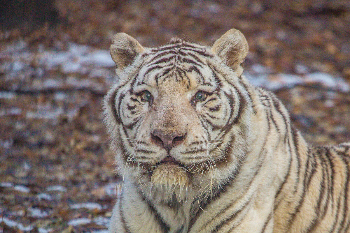 бенгальский тигр в ноябре - аркадий 
