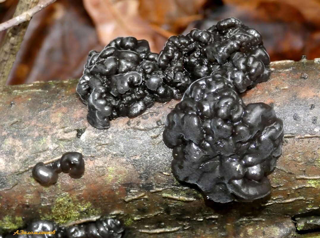 На грибной охоте в ноябре: эксидия чернеющая - Андрей Заломленков