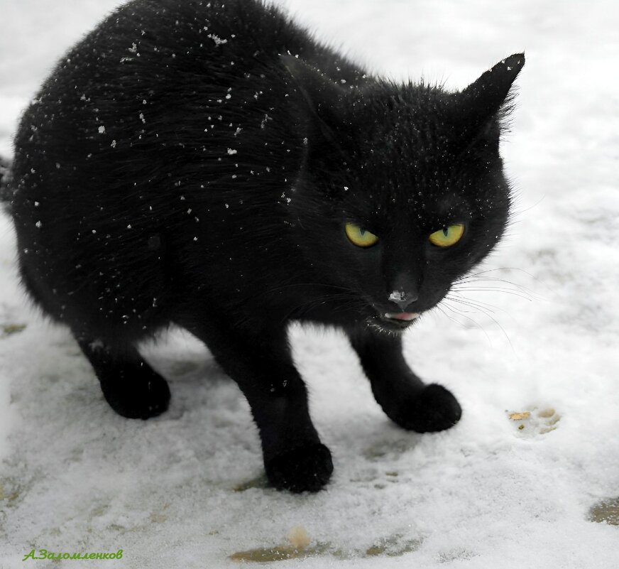 День чёрной кошки - Андрей Заломленков