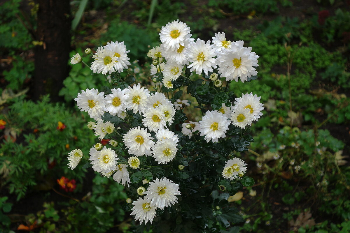 Цветы в октябре - хризантема - Рита Симонова