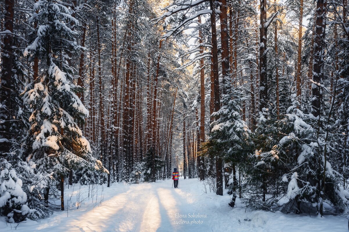 Прогулка по снежному лесу - Елена Соколова