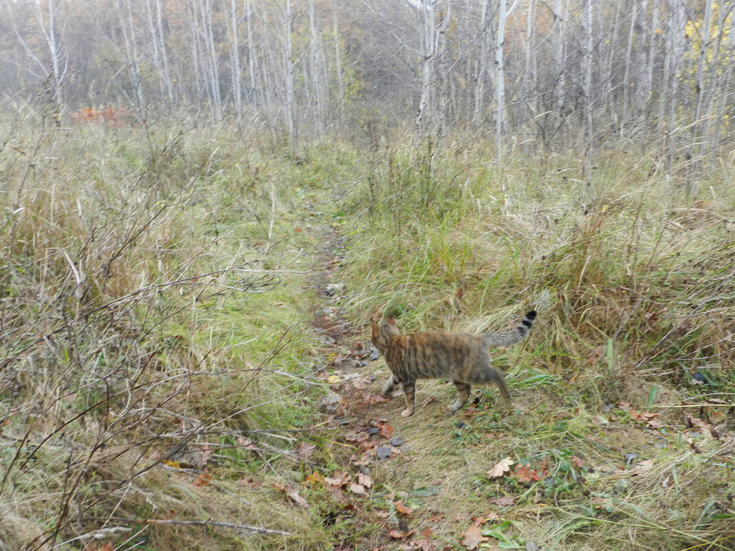 кошка  в лесу - Лера 