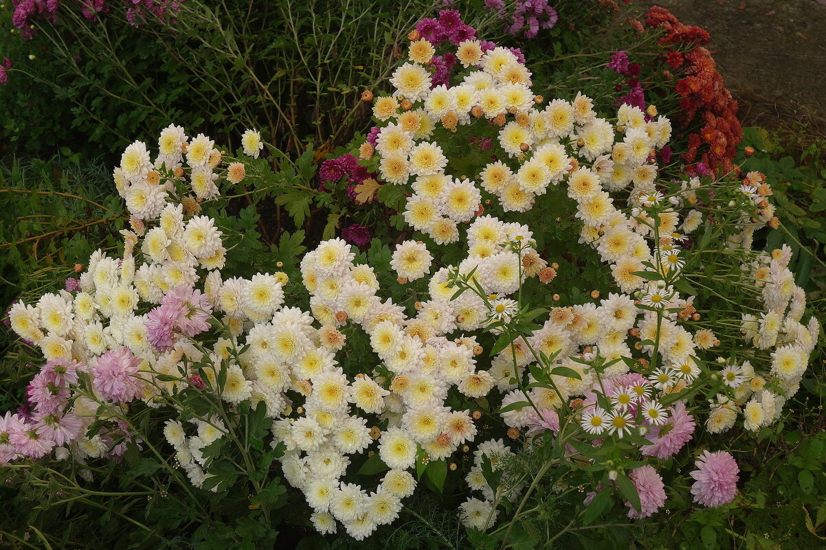 Цветы в октябре - Хризантема - Рита Симонова
