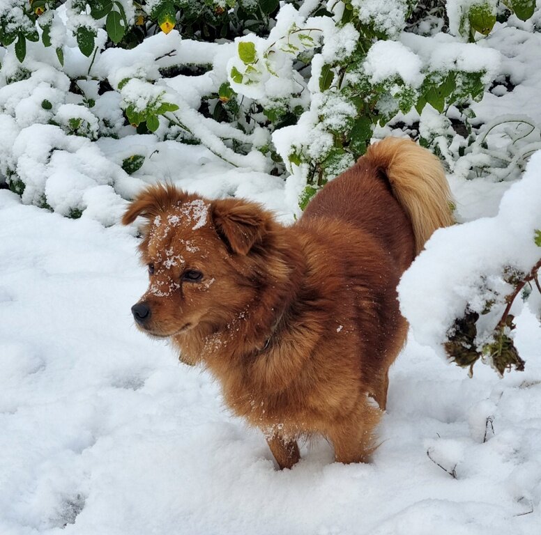 Первый снег - Наталья 