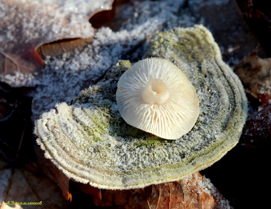 В поисках зимних грибов..:-) - Андрей Заломленков