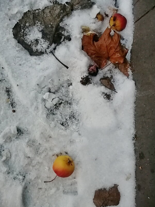 Яблоки на снегу, яблоки на снегу Что же нам с ними делать, с яблоками на снегу? - Юрий Вовк