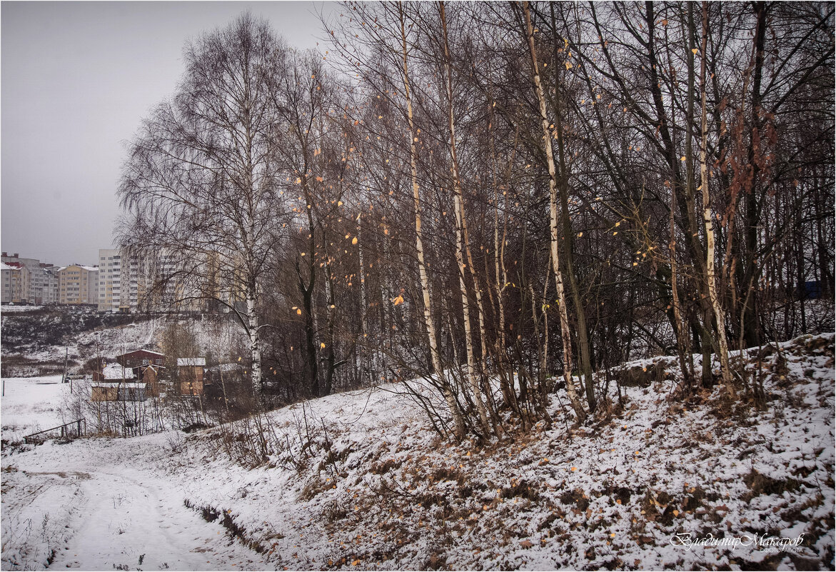 "Снег у берез"© - Владимир Макаров