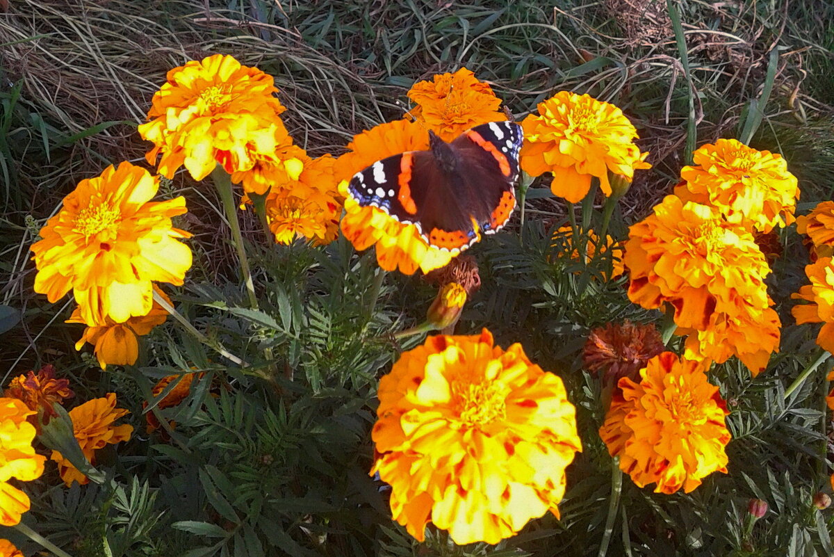 Бабочка на цветке бархатца. - сергей 