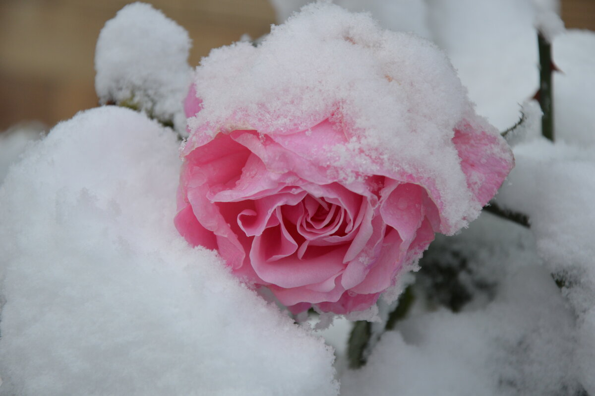 "А в ноябре цветы укрыты шапкой снега, и всё равно роскошны и нежны ..." - Надежда Куркина