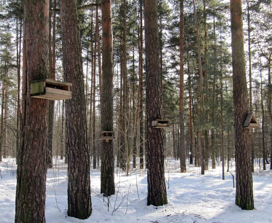 Снег в парке - Вера Щукина