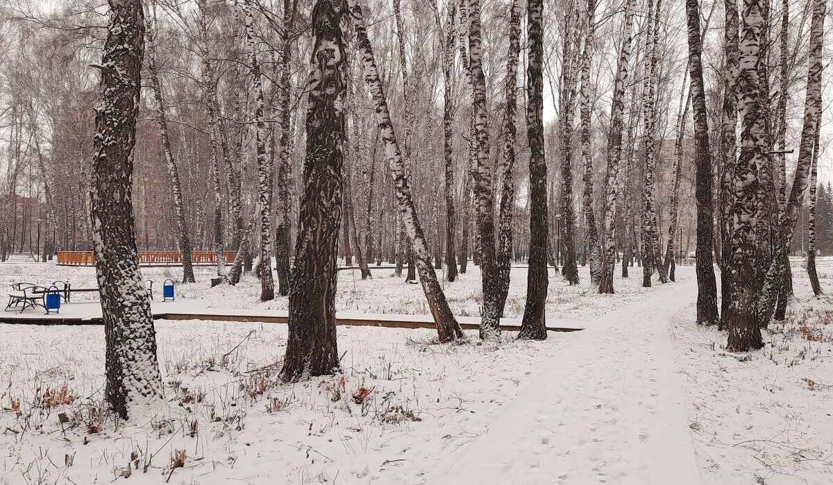 Снежный день в парке . - Мила Бовкун