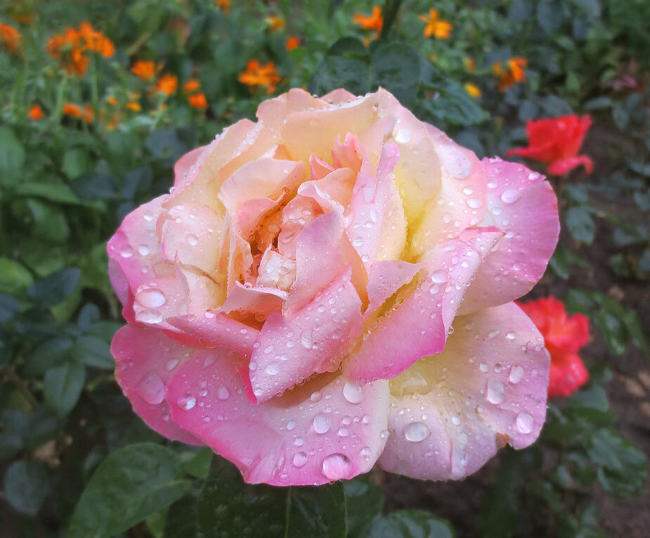 Роза после дождя - Эля Юрасова