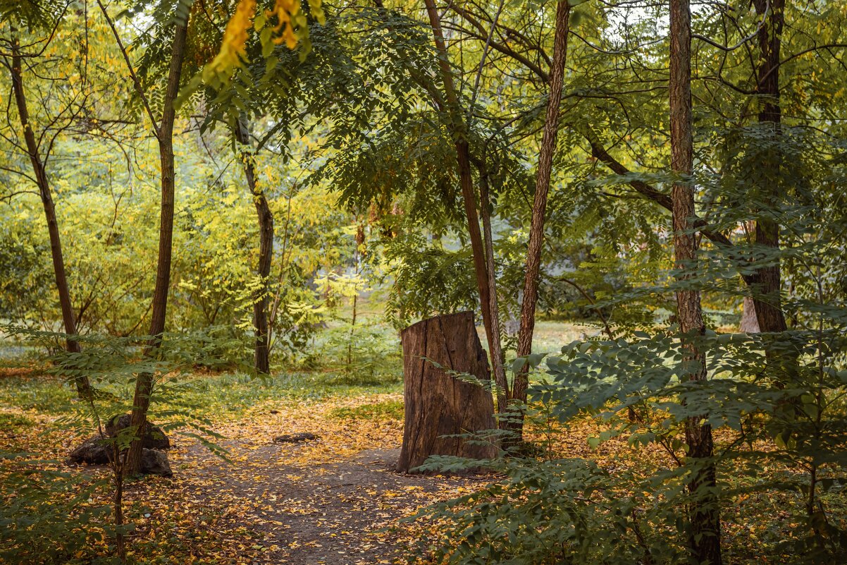 Осень в парке - Константин Бобинский
