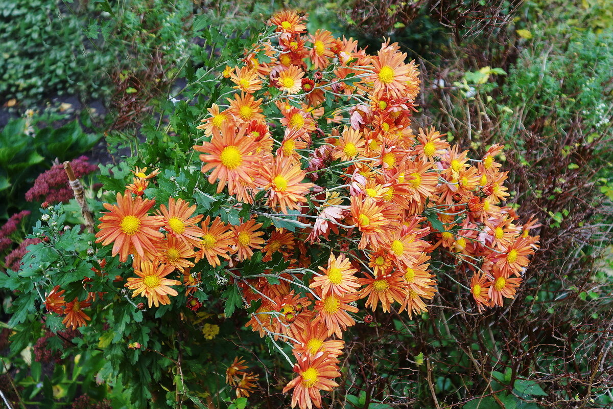 Цветы в ноябре - Хризантема - Рита Симонова