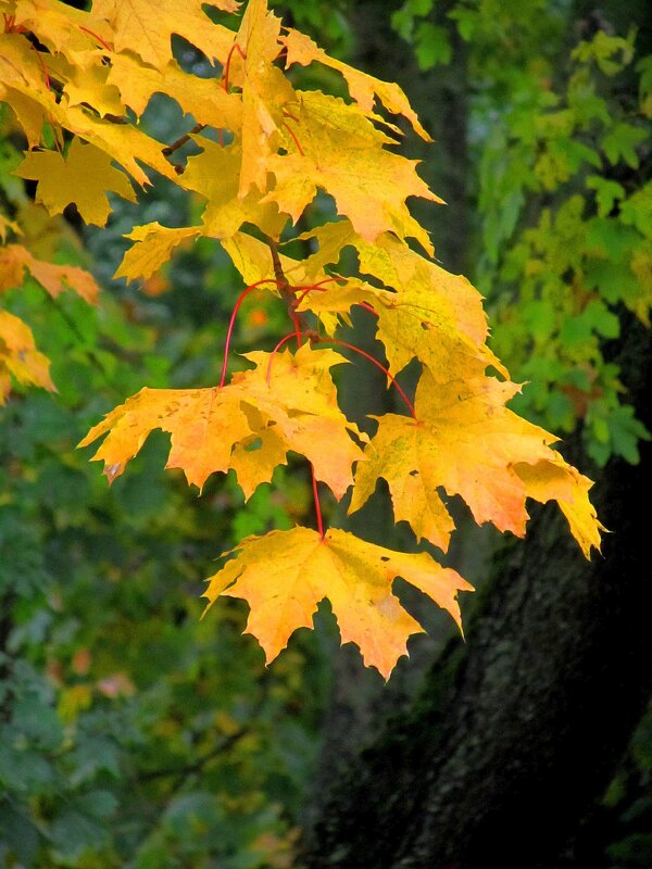 Желтые листья клена - Сергей Карачин