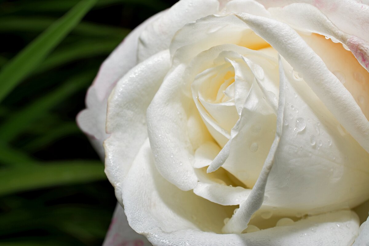 бутон Белой розы (*розы) - Stanislav Zanegin
