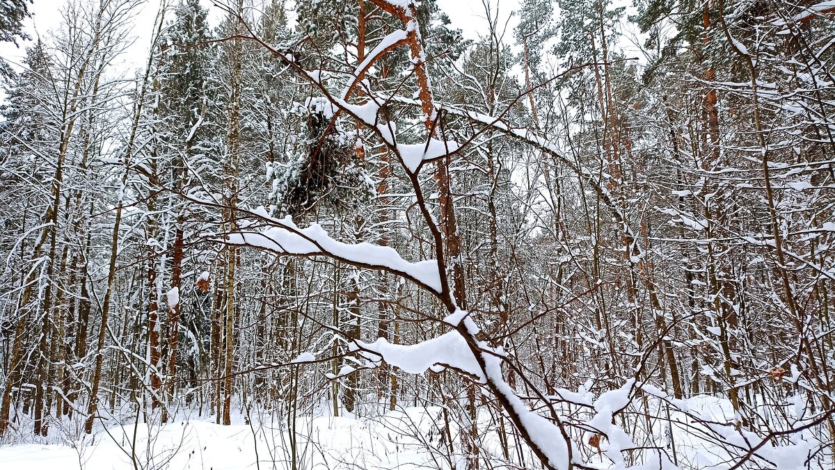 В зимнем лесу - Татьяна Тюменка