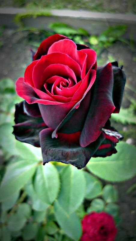 роза "Чёрный принц"(* розы;*чёрные) - Stanislav Zanegin