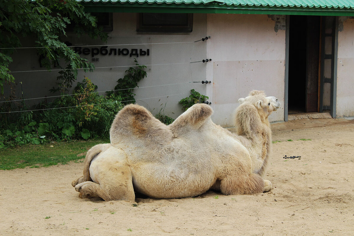 Двугорбый верблюд - Любовь ***