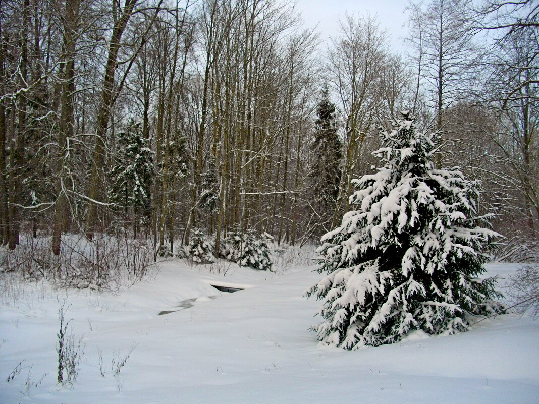 Зима в лесу. - Лия ☼