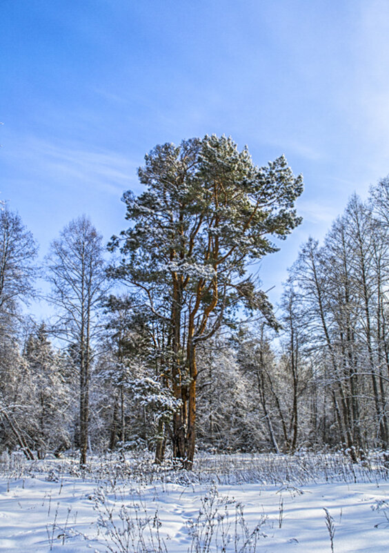 Зимние деревья - Сергей Цветков