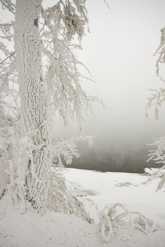 Дерево и туман - Егор Камышов