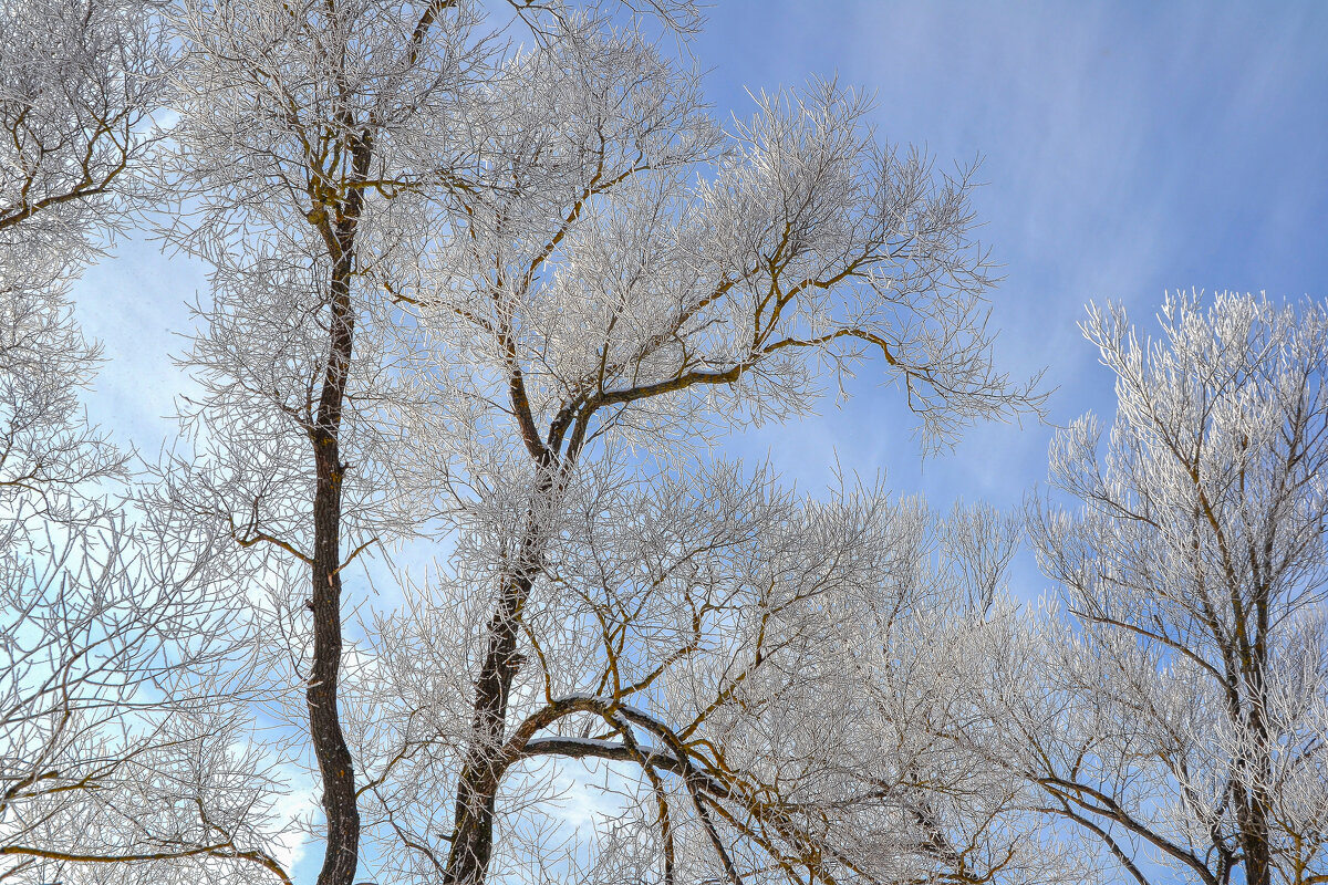 Зимы прекрасные моменты.Крона дерева в солнечный день. - Александра Климина