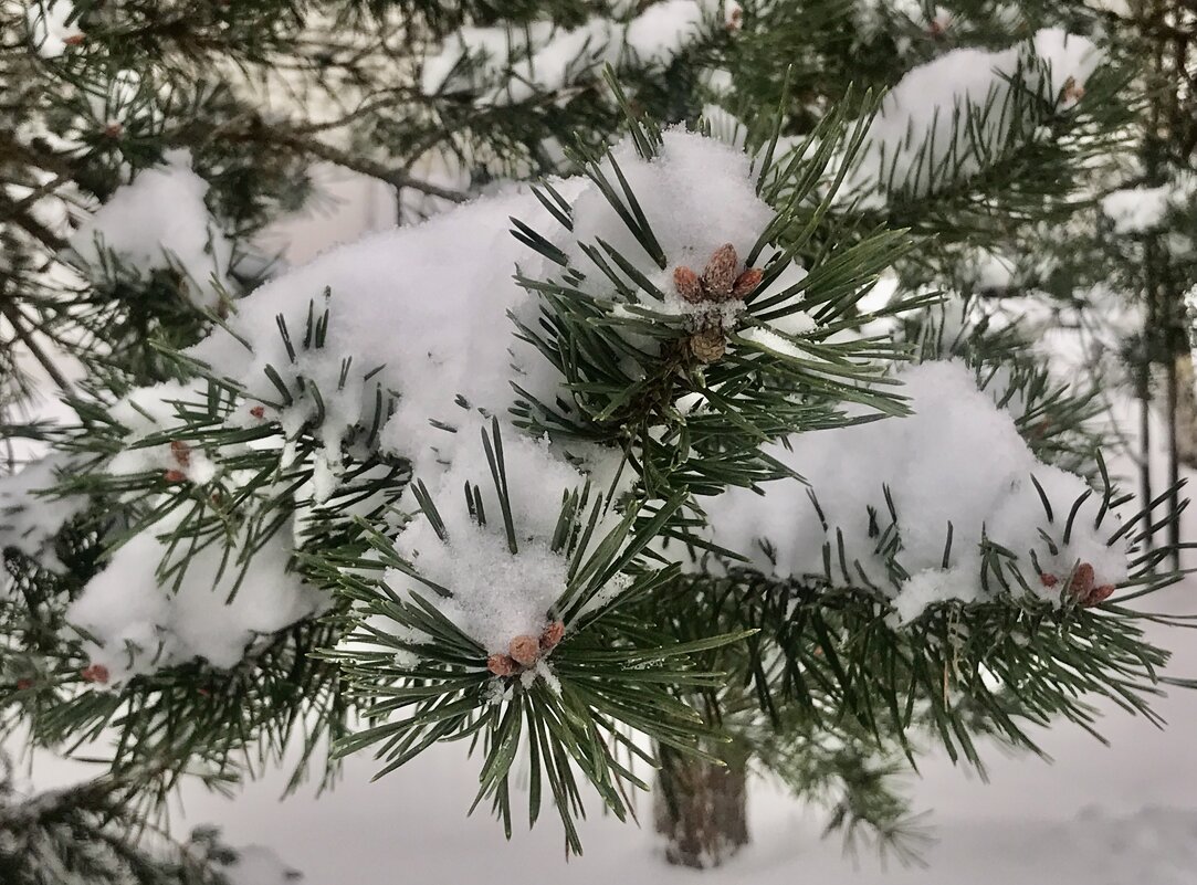 Зимний фрагмент - Любовь 