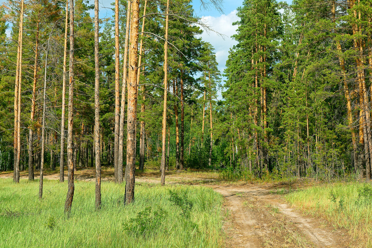 Лесной уголок природы - Дмитрий Конев