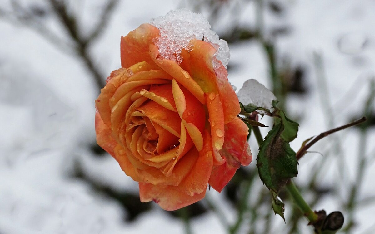 Цветы розы на снегу - 50 фото