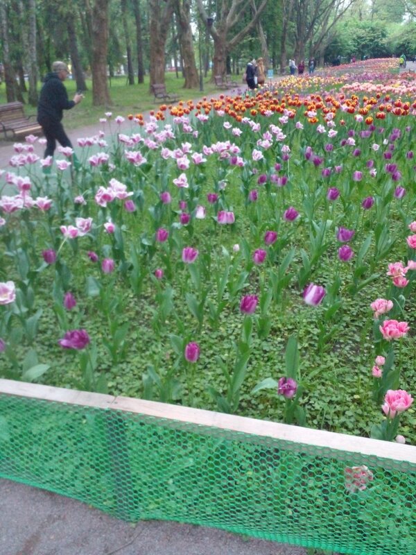 Разноцветные тюльпаны - Алиса Фадеева
