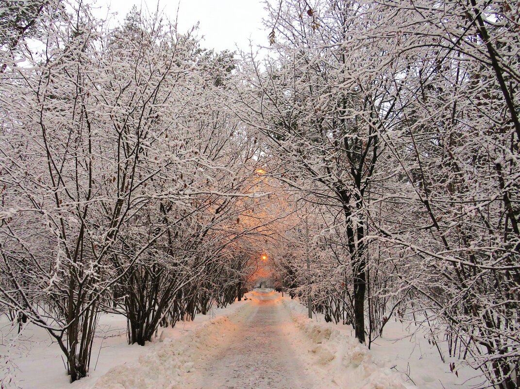 Утром на снежной аллее - Андрей Снегерёв