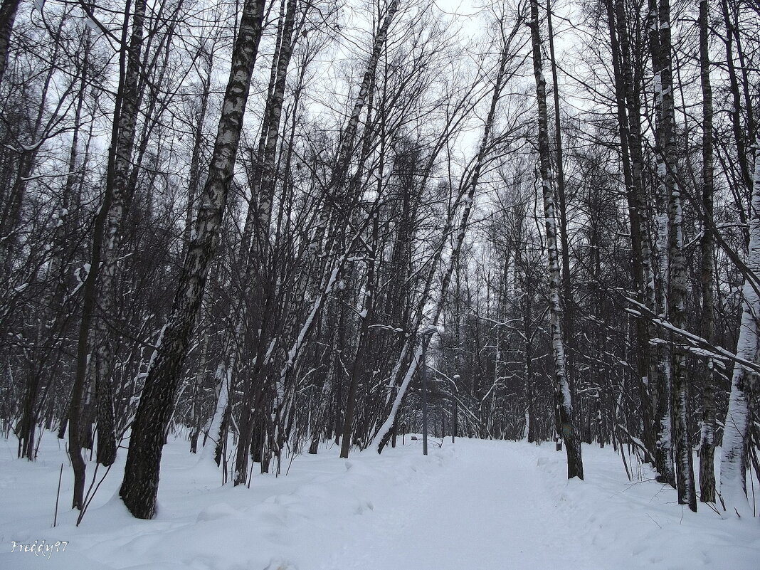 В зимнем парке - царство сна. - Freddy 97