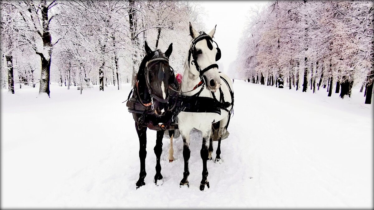 Парковые лошадки - 2 - Сергей 