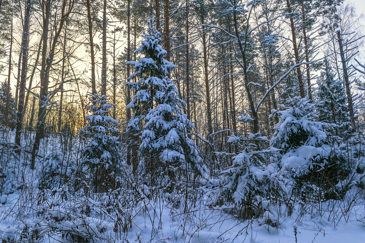 Деревья под снегом - Сергей Цветков
