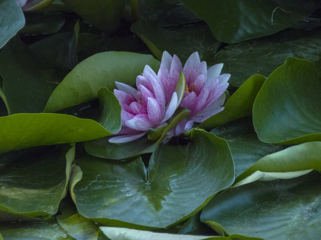 Розовая лилия,лето в ботаническом саду имени  Н В  Багрова - Валентин Семчишин