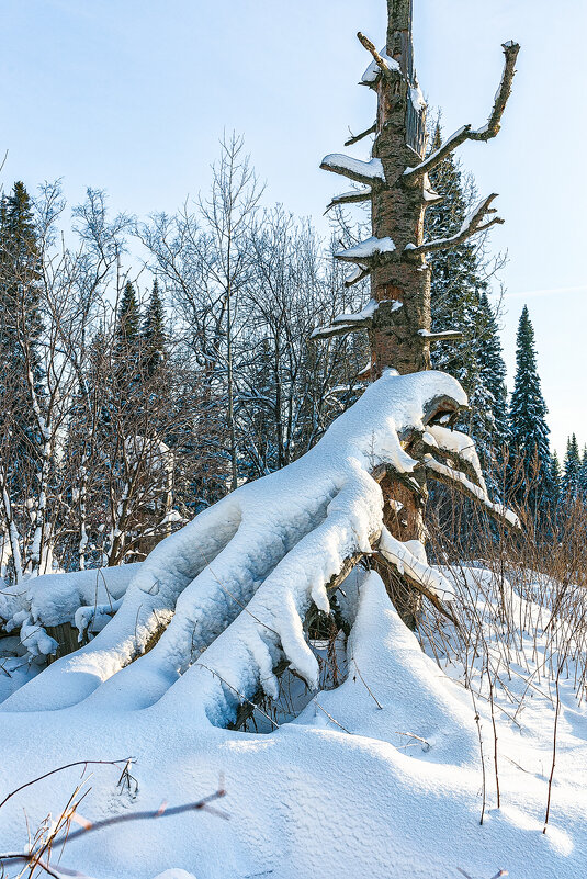 Зимний лес - Сергей Винтовкин