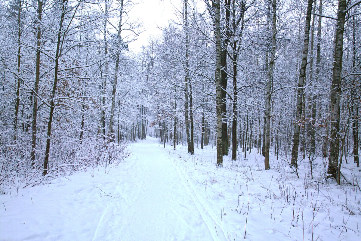 Дорога в зимнем парке - Танзиля Завьялова