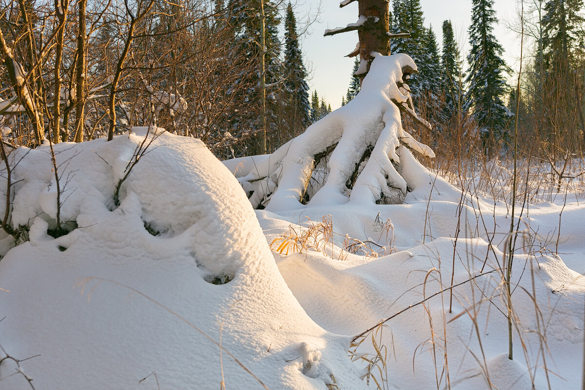 Тайга под снегом - Сергей Винтовкин