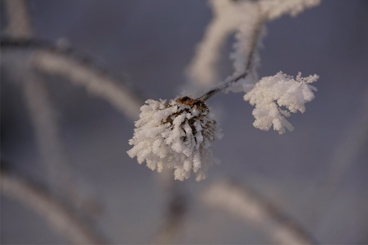 Зимний цветок на Новый год - Наталия Григорьева