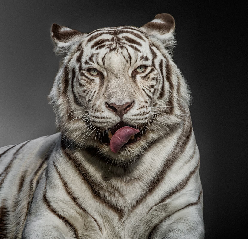 Тигр - SanSan 