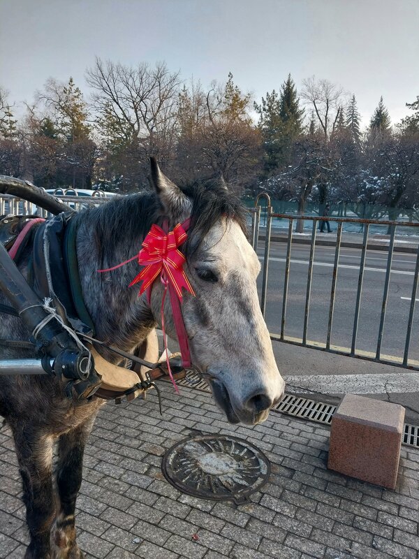 Almaty - Murat Bukaev 