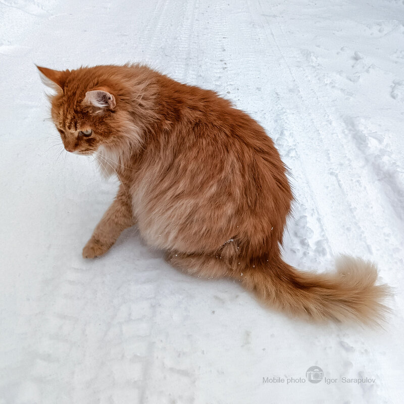 Зимний рыжик - Игорь Сарапулов