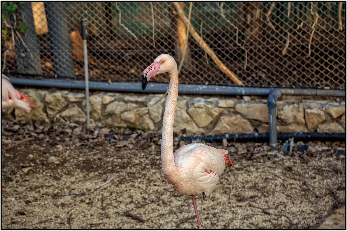 Хайфа Израиль север страны  Фламинго в зоопарке - ujgcvbif 