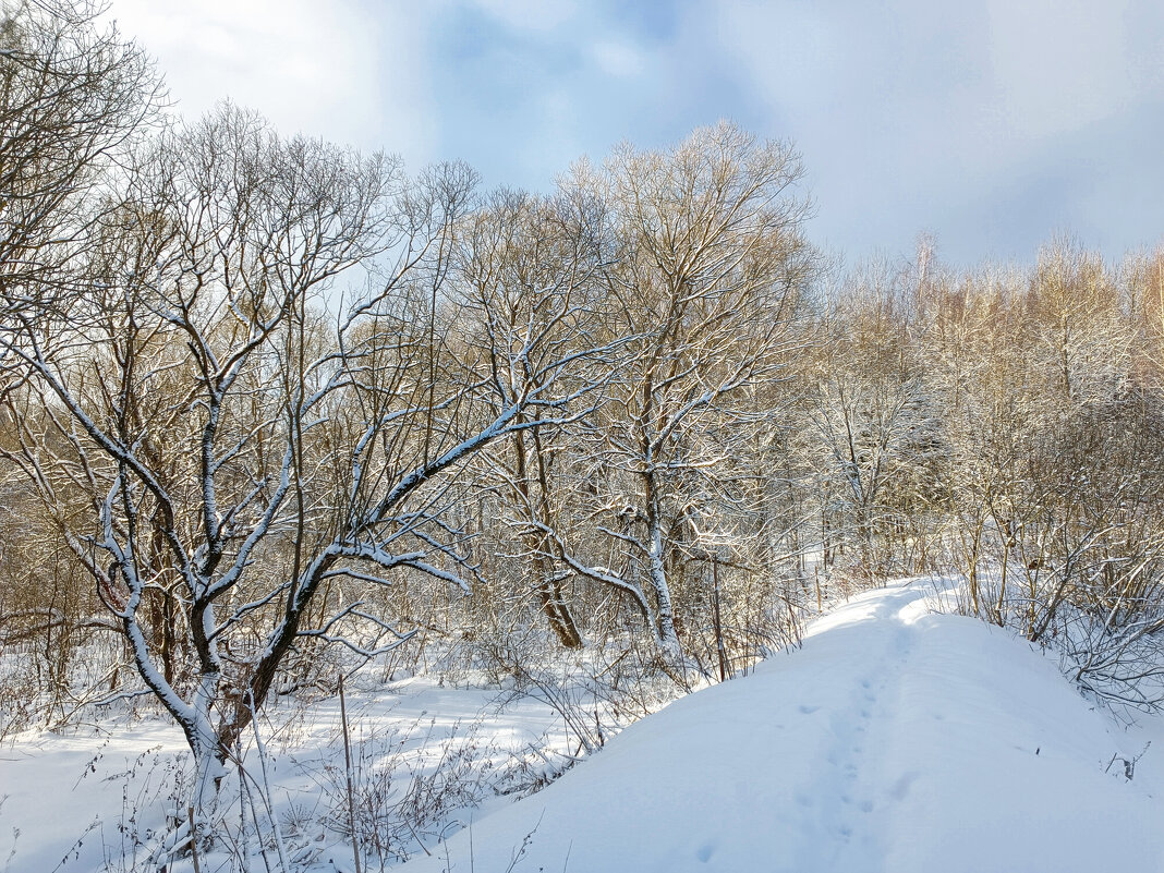 Деревья в снегу - Ирина Полунина