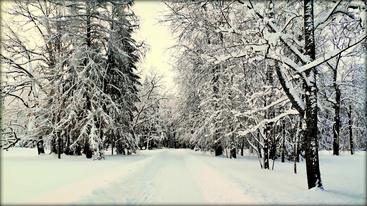 На зимних дорожках парка - Сергей 