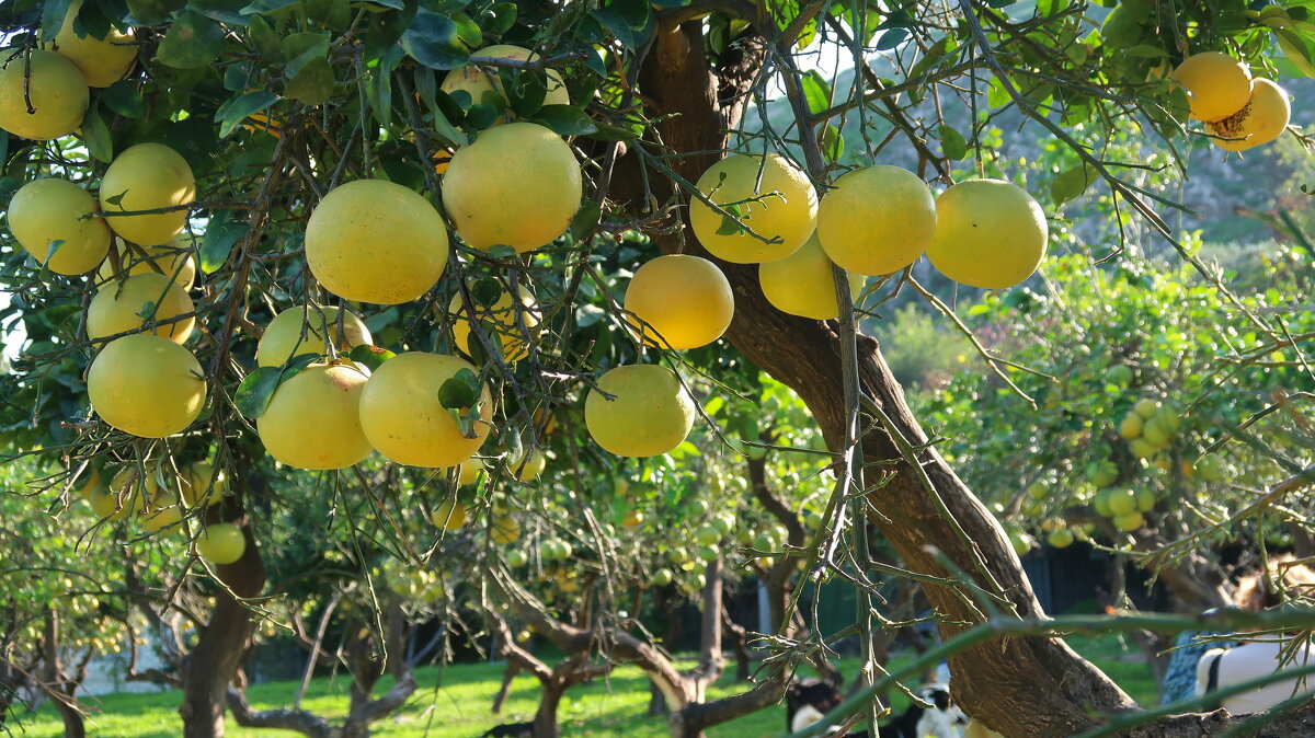 Грейпфрутовый сад - Надя Кушнир
