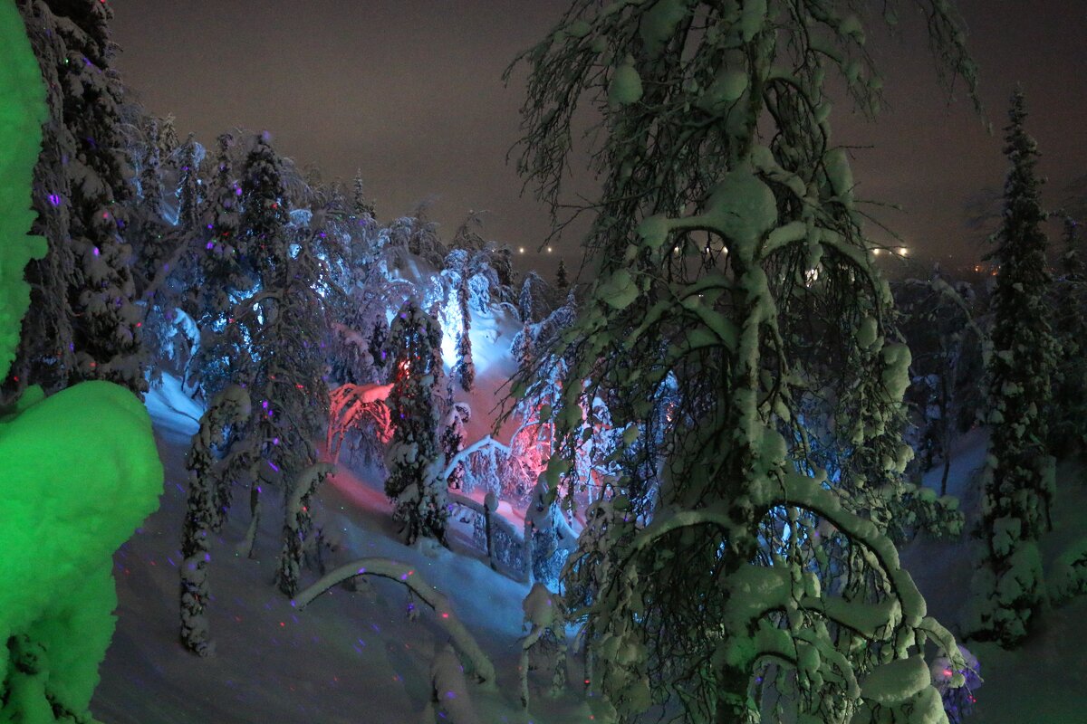 Ночь в Таинственном лесу - Ольга 